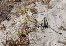 Typische Vegetation am Strand