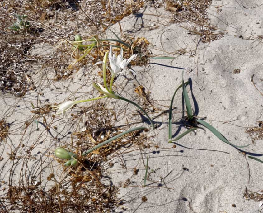 Typische Vegetation am Strand